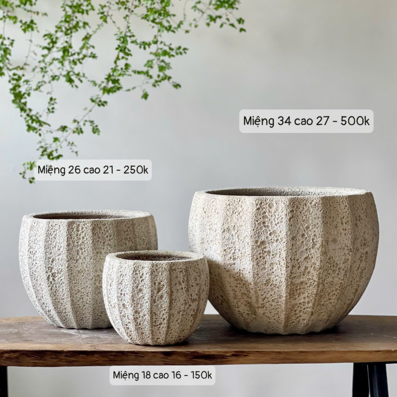 Chậu atlantis múi khế trắng kem bộ 3