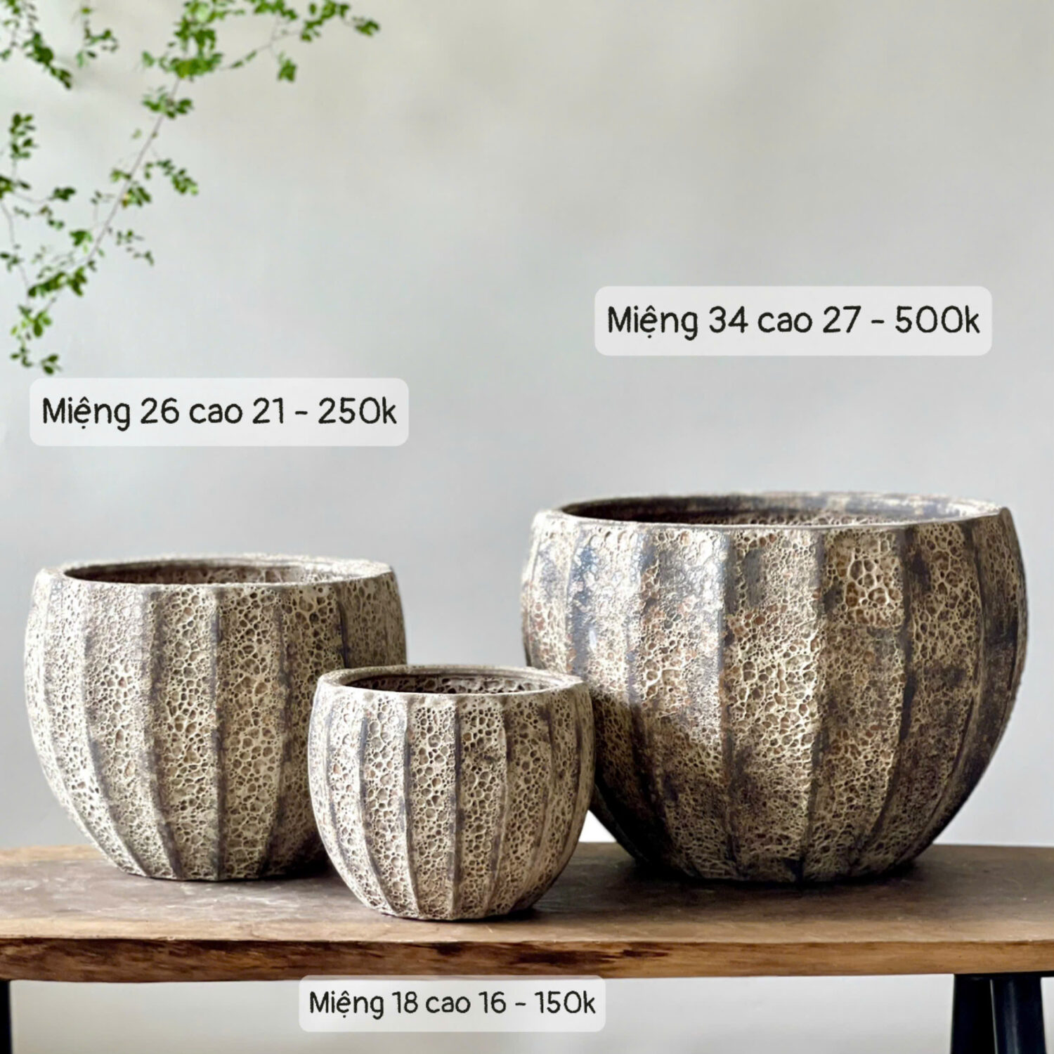 Chậu atlantis múi khế màu kem cháy bộ 3